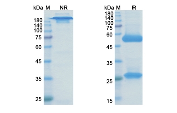 Brontictuzumab (NOTCH1) - Research Grade Biosimilar