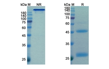 Budigalimab (PDCD1/PD1/CD279) - Research Grade Biosimilar Antibody