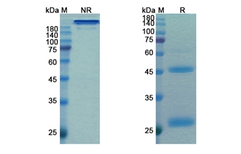 Budigalimab (PDCD1/PD1/CD279) - Research Grade Biosimilar