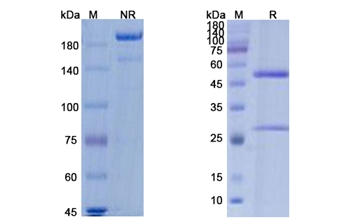 Burosumab (FGF23) - Research Grade Biosimilar