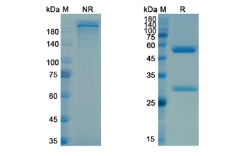 Cabiralizumab (CSF1R/CD115) - Research Grade Biosimilar