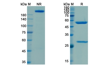 Camidanlumab (IL2RA/CD25) - Research Grade Biosimilar