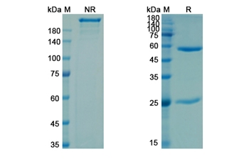 Campath-9H (CD4) - Research Grade Biosimilar