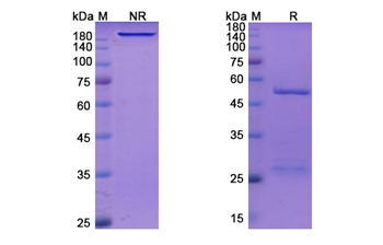 Camrelizumab (PDCD1/PD-1/CD279) - Research Grade Biosimilar Antibody