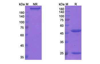 Cantuzumab Mertansine (CA242) - Research Grade Biosimilar