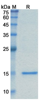 Caplacizumab (VWF A1 domain) - Research Grade Biosimilar Antibody