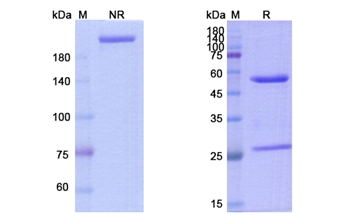 Carlumab (CCL2/MCP-1/MCAF/SCYA2) - Research Grade Biosimilar Antibody