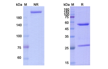Carlumab (CCL2/MCP-1/MCAF/SCYA2) - Research Grade Biosimilar