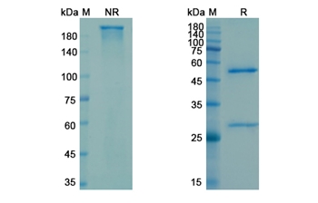 Carotuximab (ENG) - Research Grade Biosimilar Antibody