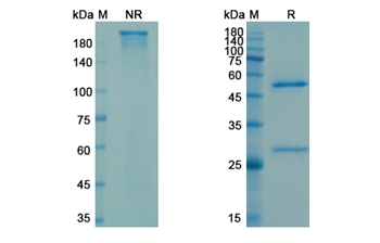 Carotuximab (ENG) - Research Grade Biosimilar