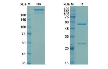 Cendakimab (IL13) - Research Grade Biosimilar