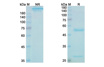 Cinpanemab (SNCA ) - Research Grade Biosimilar