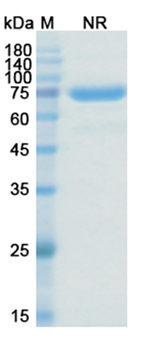 Citatuzumab Bogatox (EPCAM/CD326) - Research Grade Biosimilar Antibody