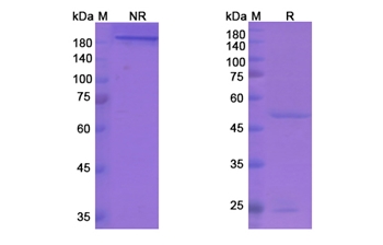 Cixutumumab (IGF1R/CD221) - Research Grade Biosimilar Antibody