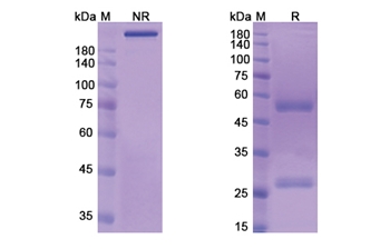 CMB-401 (MUC1/CD227) - Research Grade Biosimilar Antibody