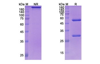 Coltuximab Ravtansine (CD19 ) - Research Grade Biosimilar