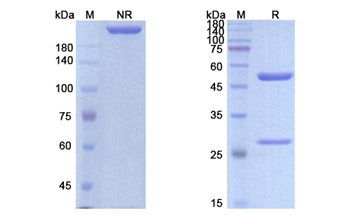 Conatumumab (TNFRSF10B/CD262) - Research Grade Biosimilar Antibody