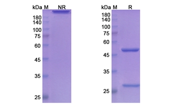 Concizumab (TFPI) - Research Grade Biosimilar Antibody