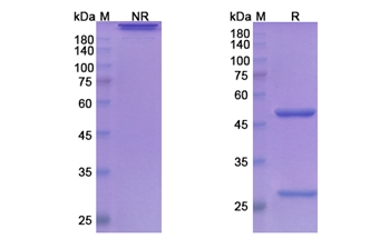 Concizumab (TFPI) - Research Grade Biosimilar