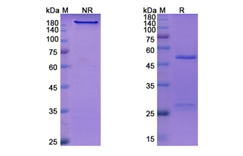 Crizanlizumab (SELP) - Research Grade Biosimilar