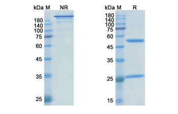 Dalotuzumab (IGF1R/CD221) - Research Grade Biosimilar Antibody