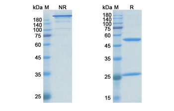Dalotuzumab (IGF1R/CD221) - Research Grade Biosimilar