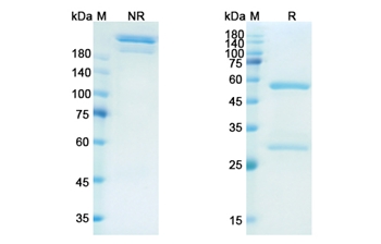 Dectrekumab (IL13) - Research Grade Biosimilar Antibody