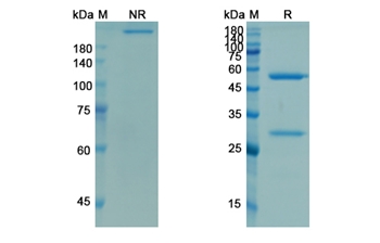 Demcizumab (DLL4 ) - Research Grade Biosimilar