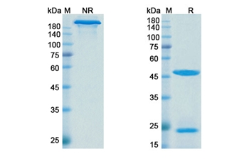 Denintuzumab Mafodotin (CD19) - Research Grade Biosimilar