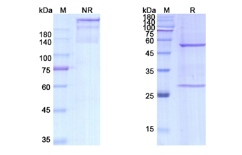 Dezamizumab (APCS) - Research Grade Biosimilar