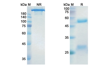 Dinutuximab (ganglioside GD2) - Research Grade Biosimilar Antibody