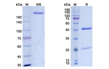Diridavumab (influenza A virus hemagglutinin HA2 subunit from various strains) - Research Grade Biosimilar