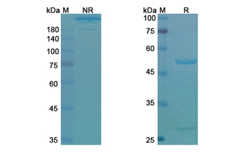 Duligotuzumab (ERBB3 ) - Research Grade Biosimilar Antibody