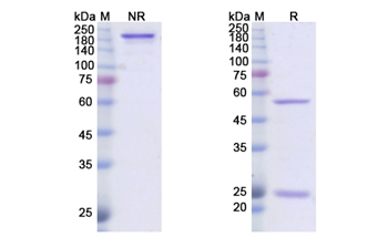 Dusigitumab (IGF1/IGF2) - Research Grade Biosimilar