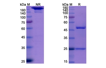 Elotuzumab (SLAMF7/CD319) - Research Grade Biosimilar