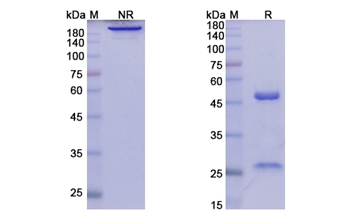 Elsilimomab (IL6) - Research Grade Biosimilar Antibody