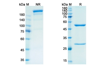 Emactuzumab (CSF1R/CD115) - Research Grade Biosimilar Antibody