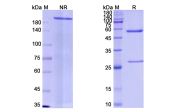Emapalumab (IFNG ) - Research Grade Biosimilar