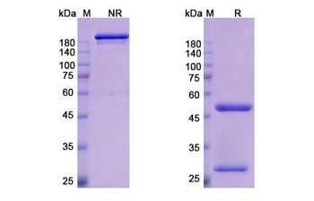Emibetuzumab (MET/RCCP2) - Research Grade Biosimilar Antibody