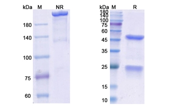 Enavatuzumab (TNFRSF12A/CD266) - Research Grade Biosimilar