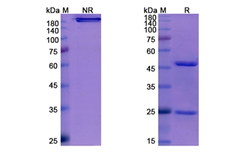 Enfortumab Vedotin (PVRL4) - Research Grade Biosimilar Antibody