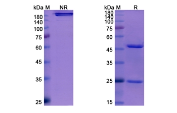 Enfortumab Vedotin (PVRL4) - Research Grade Biosimilar