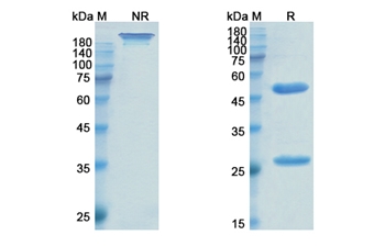 Enlimomab (ICAM1) - Research Grade Biosimilar Antibody