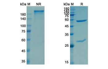 Enoblituzumab (CD276/B7-H3) - Research Grade Biosimilar