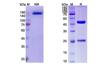 Enokizumab (IL9) - Research Grade Biosimilar Antibody