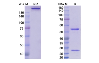 Enoticumab (DLL4 ) - Research Grade Biosimilar Antibody