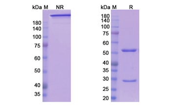 Ensituximab (MUC5AC) - Research Grade Biosimilar Antibody