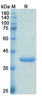Envafolimab (CD274/PD-L1/B7-H1) - Research Grade Biosimilar