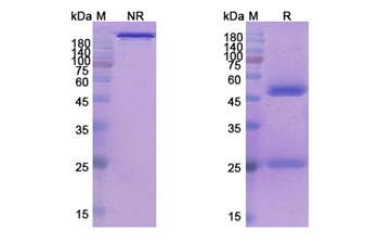 Epratuzumab (CD22) - Research Grade Biosimilar