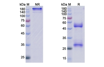 Eptinezumab (CALCA /CALCB) - Research Grade Biosimilar Antibody